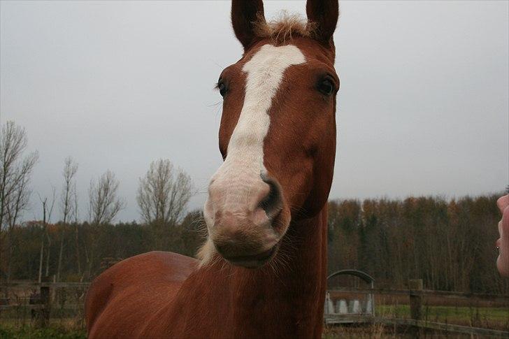 Frederiksborg Ricko Nydal  billede 6