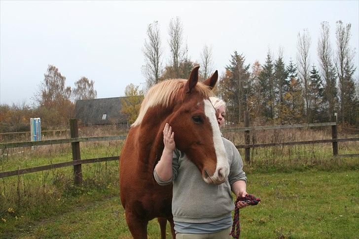 Frederiksborg Ricko Nydal  billede 7