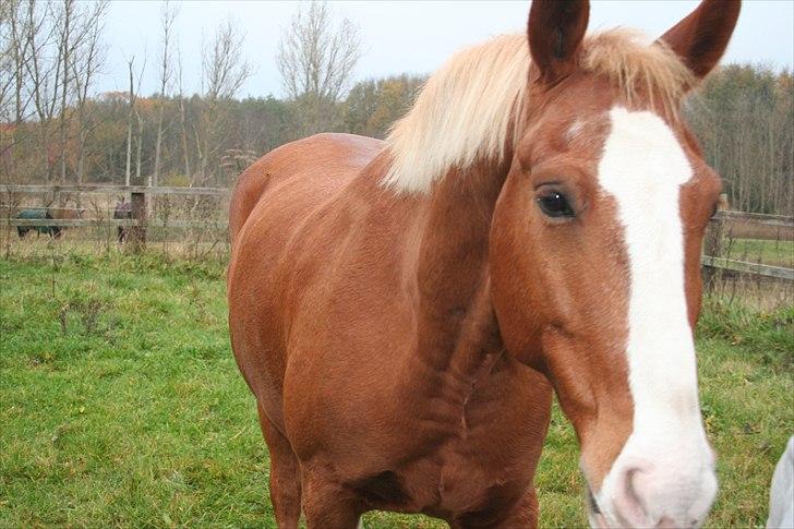Frederiksborg Ricko Nydal  billede 8