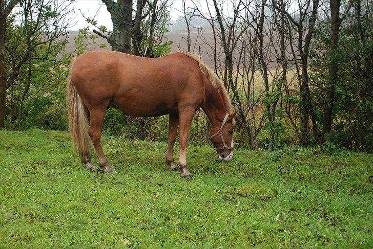 Frederiksborg Ricko Nydal  billede 9