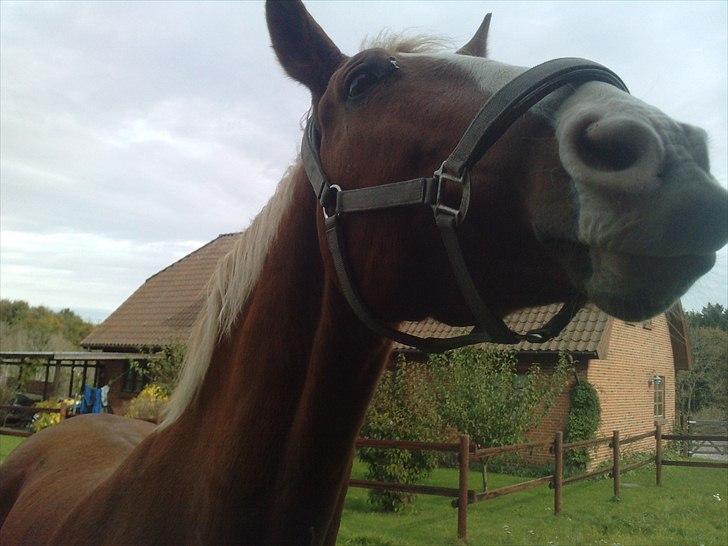 Frederiksborg Ricko Nydal  billede 10