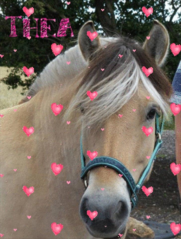 Fjordhest Thea billede 1