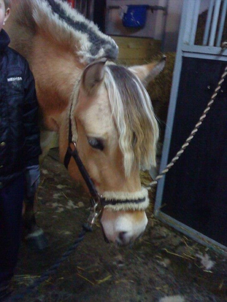 Fjordhest Thea billede 2