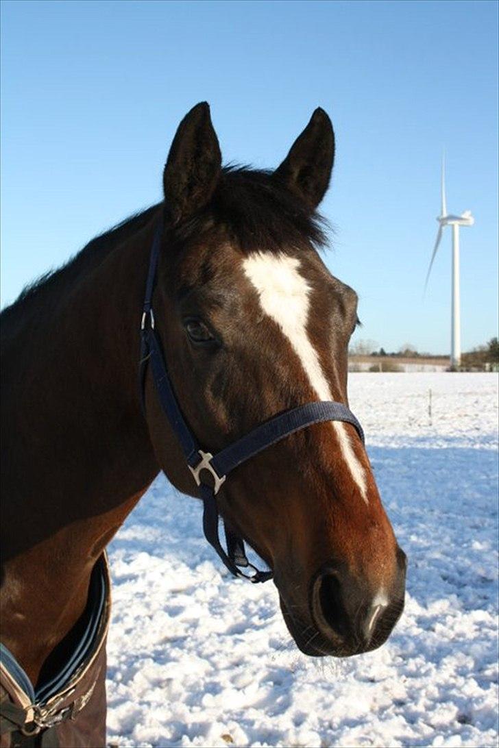 Dansk Varmblod Faithful dream (SOLGT) billede 1