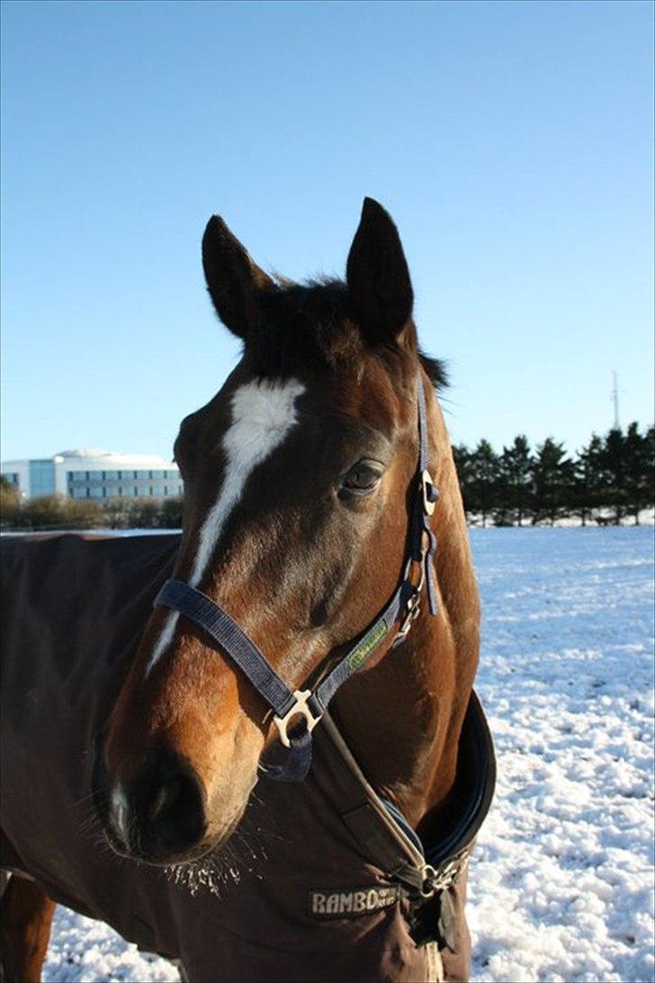 Dansk Varmblod Faithful dream (SOLGT) billede 2