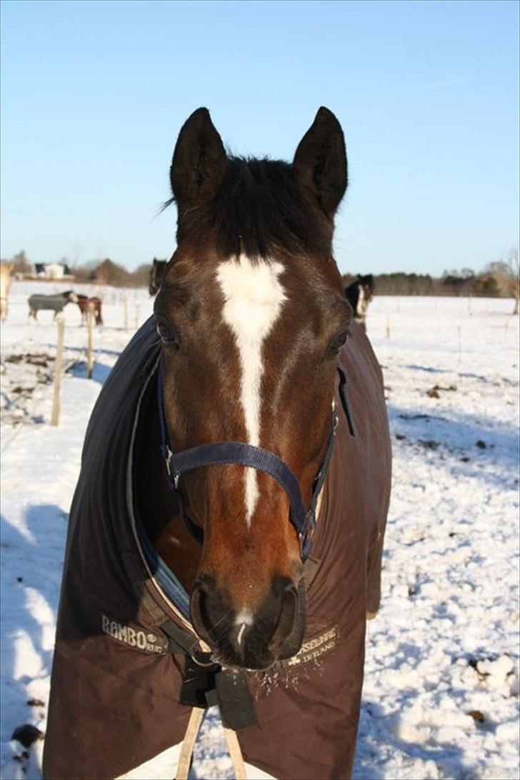 Dansk Varmblod Faithful dream (SOLGT) billede 3