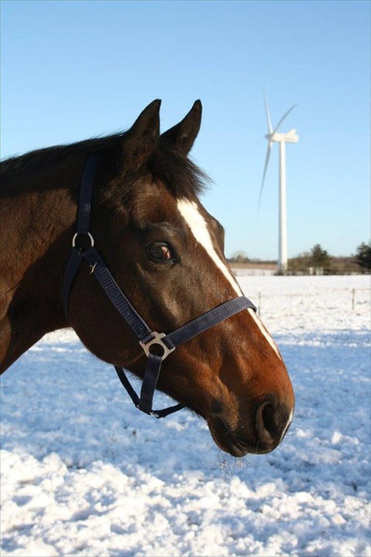 Dansk Varmblod Faithful dream (SOLGT) billede 4