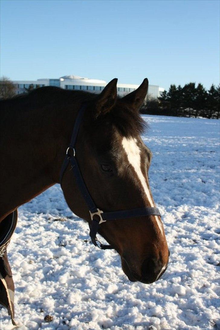 Dansk Varmblod Faithful dream (SOLGT) billede 5