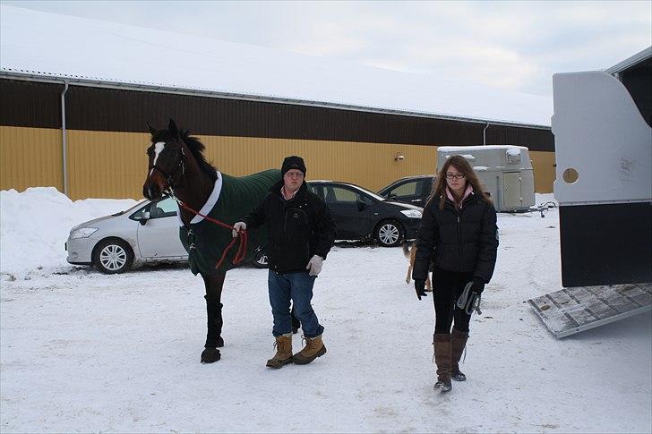 Dansk Varmblod Faithful dream (SOLGT) billede 6