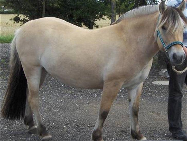 Fjordhest Thea billede 3