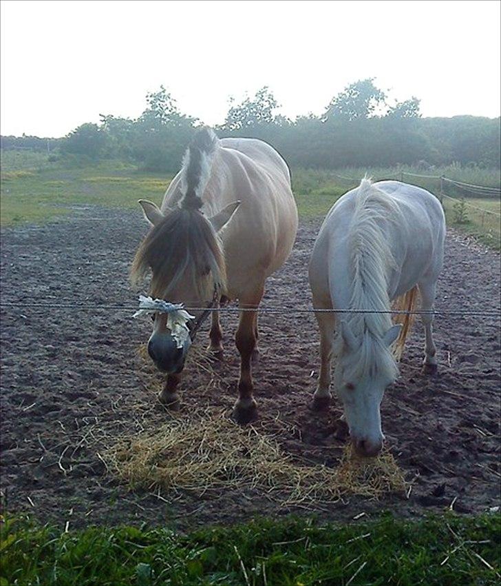 Fjordhest Thea billede 4