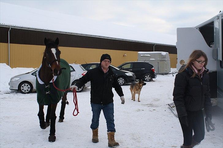 Dansk Varmblod Faithful dream (SOLGT) billede 7