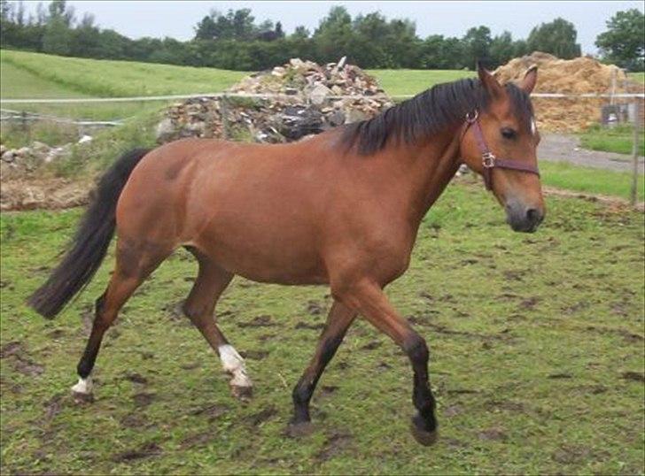Anden særlig race Jennifer billede 12