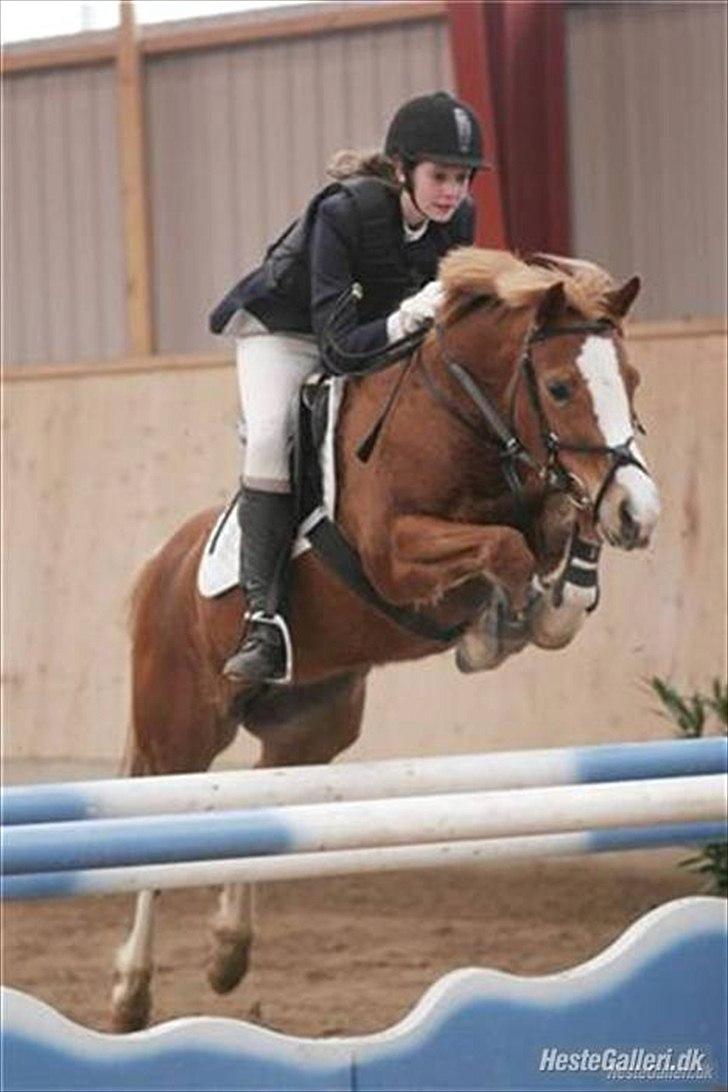 Anden særlig race Rosengårdens Papaya - aags LA billede 18