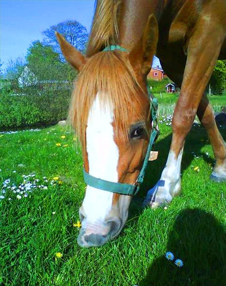 Anden særlig race Rosengårdens Papaya billede 19