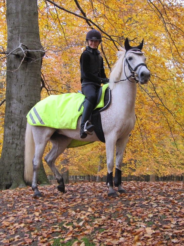 Anden særlig race Chapplin <3 Solgt :-( - "jeg nyder udsikten" siger chapper <3 billede 15