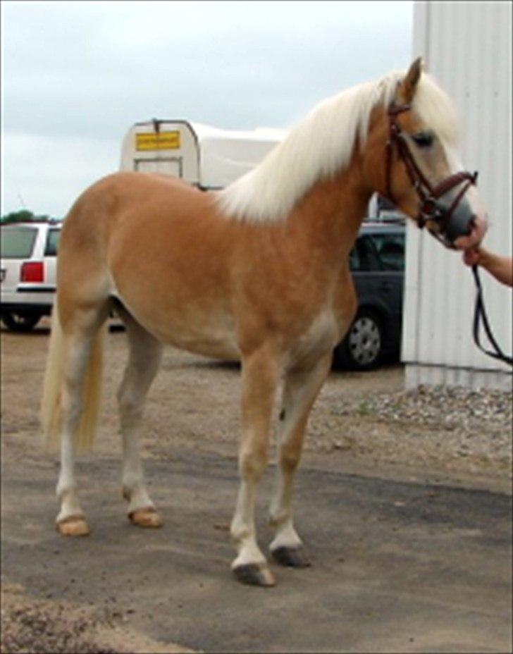 Haflinger Marlis af Kroggaard - Marlis kåring I pferdestammbuch billede 1
