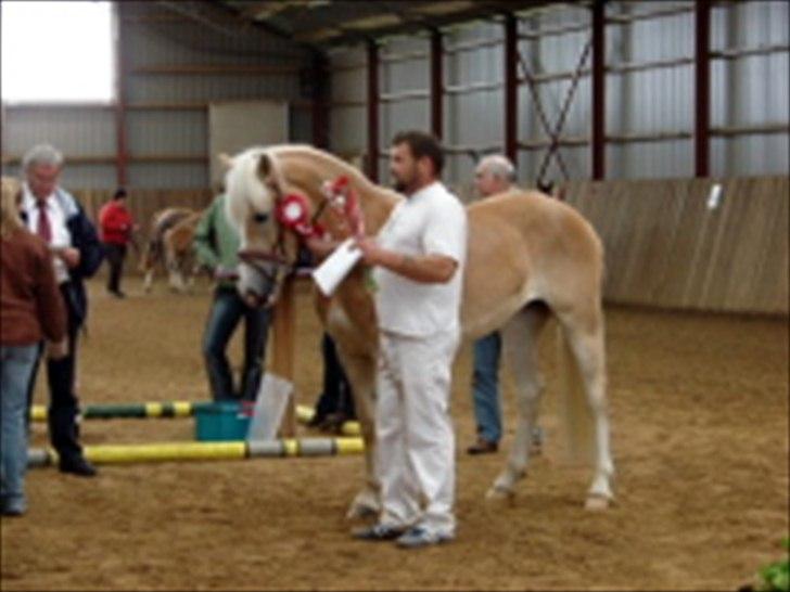 Haflinger Marlis af Kroggaard - Præmieoverrækkelse. Vinder af klassen. billede 2