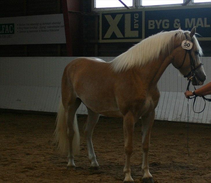 Haflinger Marlis af Kroggaard - Marlis til afkomstfremstilling som Alfonso`datter billede 3