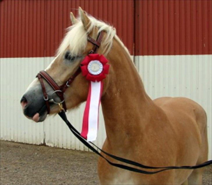 Haflinger Marlis af Kroggaard - Kåring billede 5