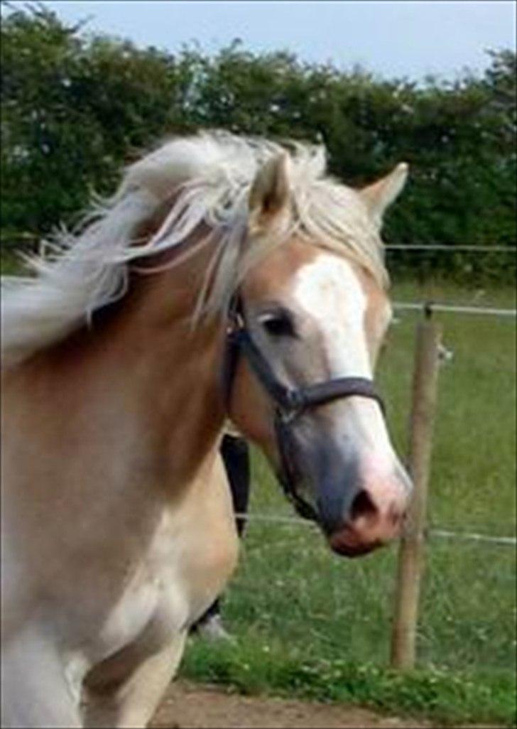 Haflinger Marlis af Kroggaard - Marlis 1.½ år billede 6