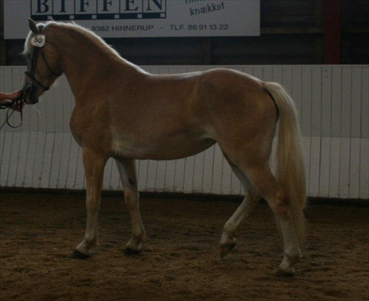 Haflinger Marlis af Kroggaard - Afkomst fremstilling billede 7
