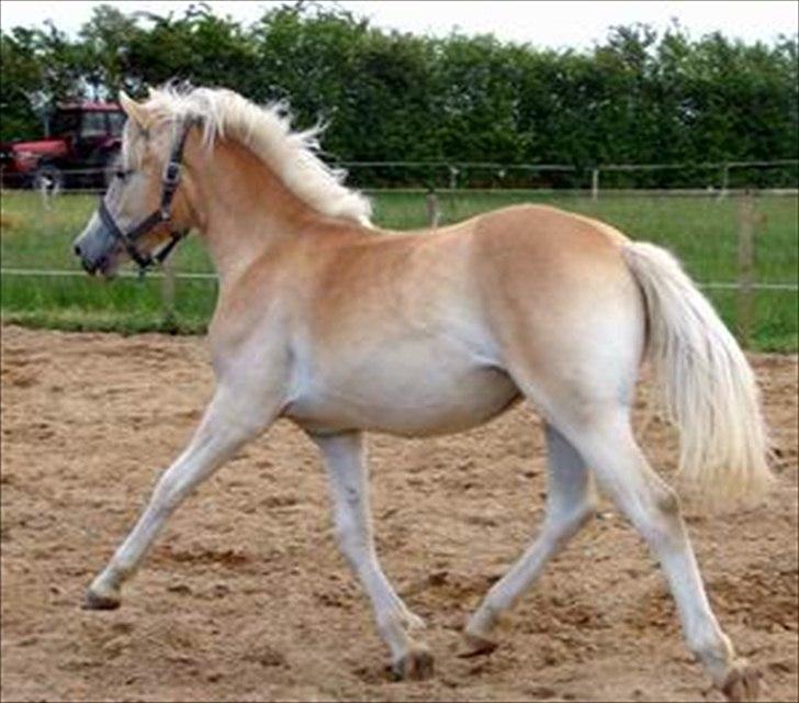 Haflinger Marlis af Kroggaard - Gang maskine fra starten. Her kun 1½ år billede 8