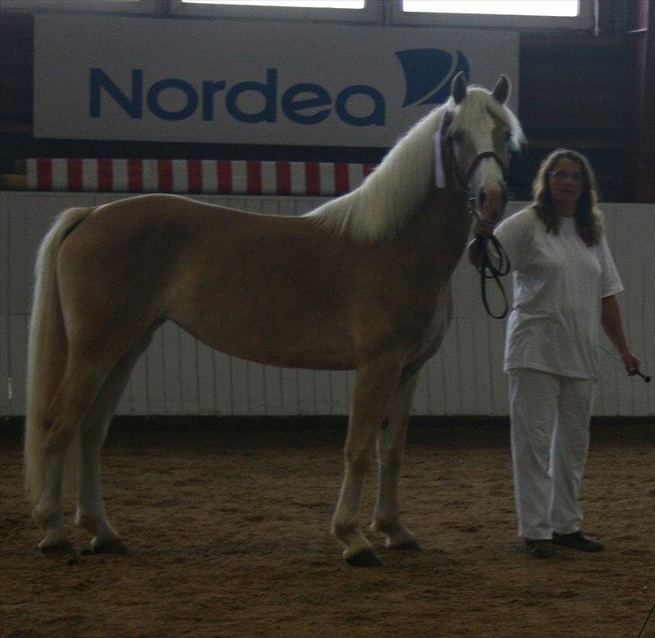 Haflinger Marlis af Kroggaard - Marlis og ejer billede 9