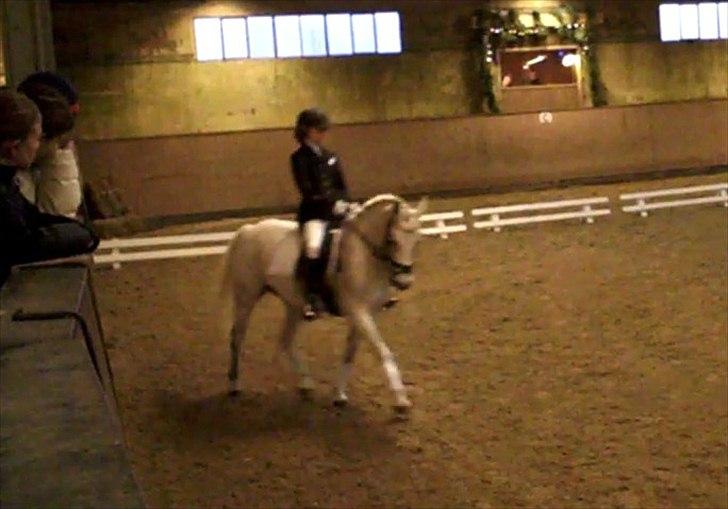 Anden særlig race Chapplin <3 Solgt :-( - til stævne <333 billede 16