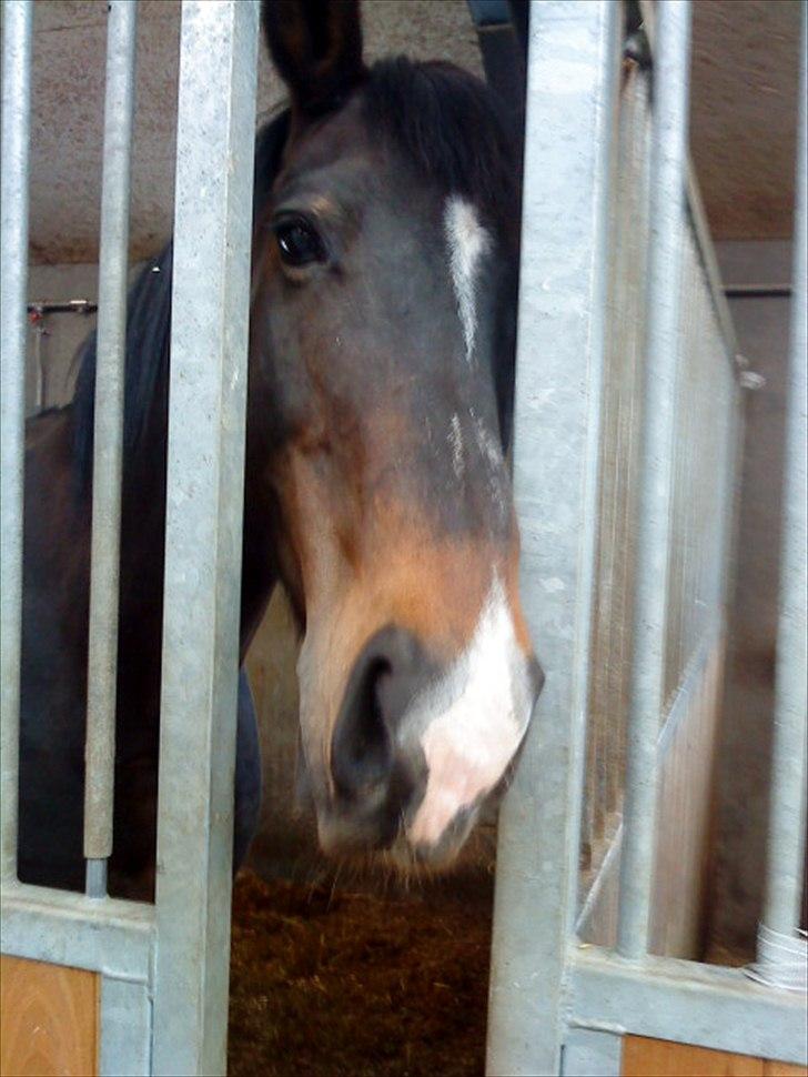 Anden særlig race Kaptana drømme hesten (solgt) - nurhh billede 14