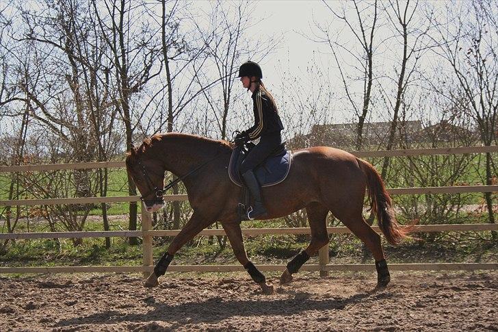 Dansk Varmblod Dana - Dana 4 år - redet ½ år. Træner at komme på med ryggen billede 17