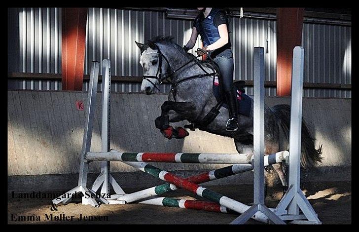 Anden særlig race Langdamgaards Senza  - TMC foto billede 2