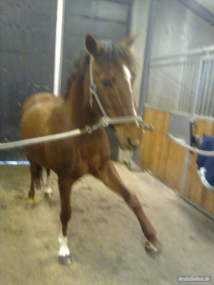 Anden særlig race                 Candy   HVR [Tidl. passer] billede 10