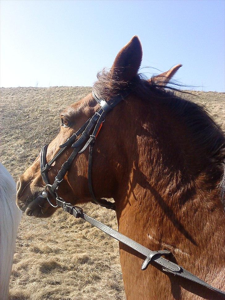 Anden særlig race                 Candy   HVR [Tidl. passer] billede 11