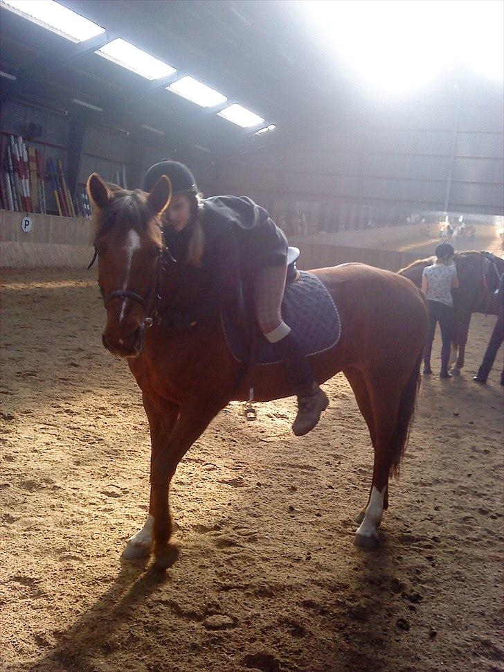 Anden særlig race                 Candy   HVR [Tidl. passer] billede 3