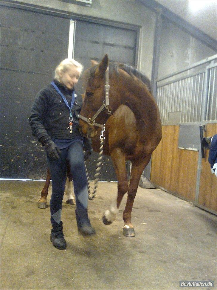 Anden særlig race                 Candy   HVR [Tidl. passer] billede 12