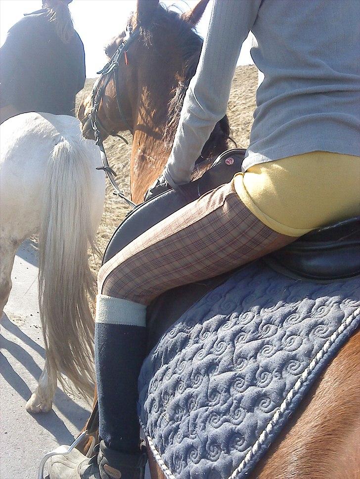 Anden særlig race                 Candy   HVR [Tidl. passer] billede 16