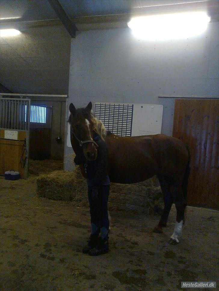 Anden særlig race                 Candy   HVR [Tidl. passer] billede 17