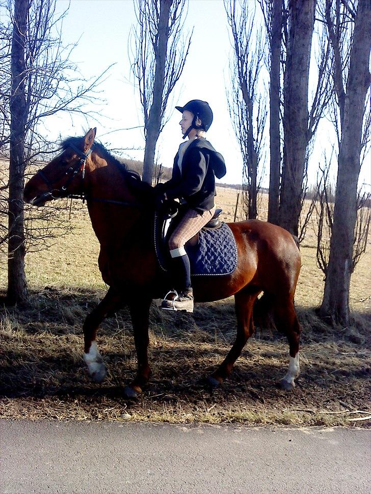 Anden særlig race                 Candy   HVR [Tidl. passer] billede 18