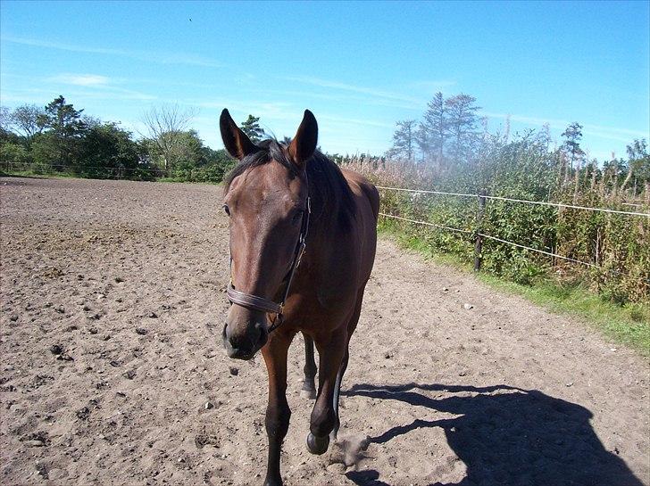 Traver Rheia Køjborg- R.I.P. billede 6