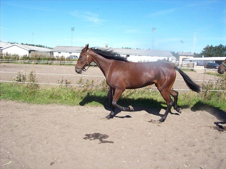 Traver Rheia Køjborg- R.I.P. billede 7