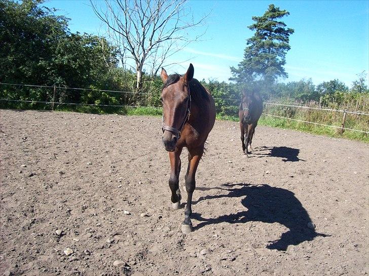 Traver Rheia Køjborg- R.I.P. billede 8