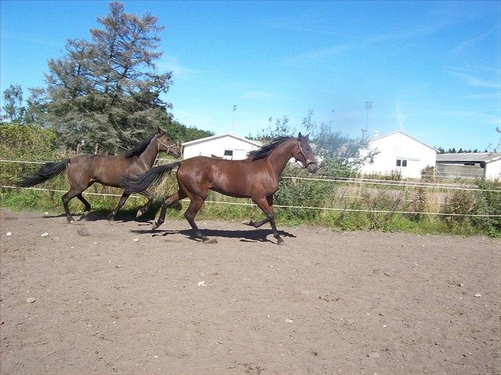 Traver Rheia Køjborg- R.I.P. billede 9