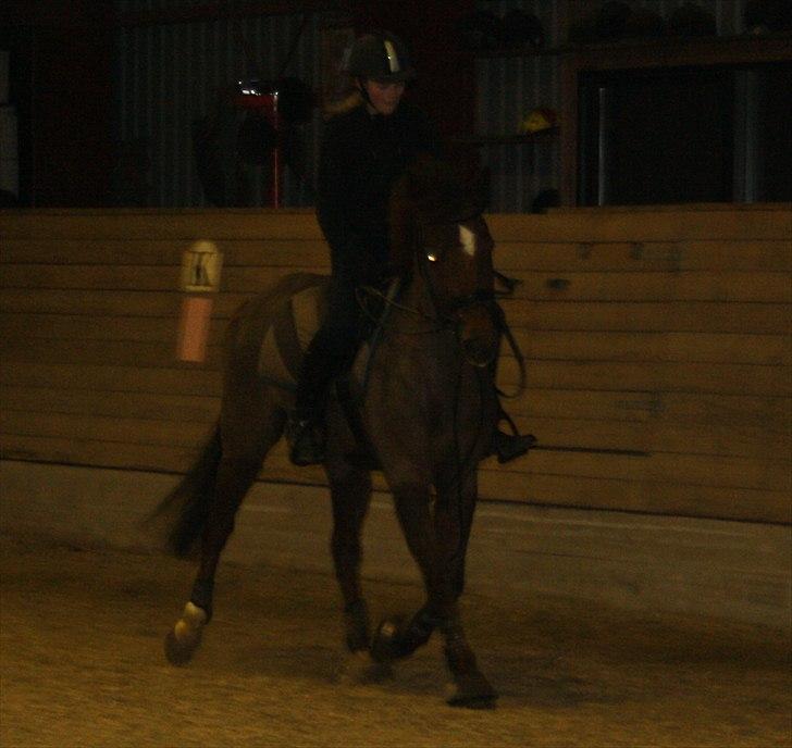 New Forest Berktzicht Ronald *Bruce* R.I.P. <3 - 3// Sidetrædning, han var så fiin den dag :´) ily! // d. 5/3-11 // Stephanie med mit kamera :) billede 3