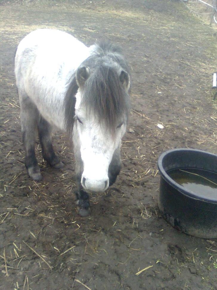 Anden særlig race Star - feriepony - Star på sin gamle fold. billede 6