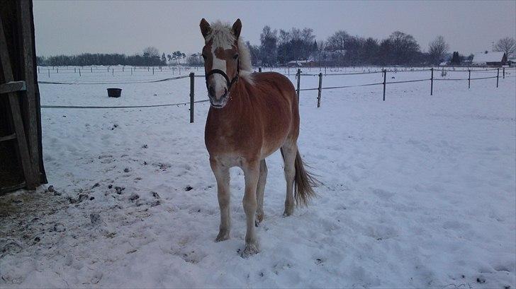 Haflinger Bella - Dec 2010 billede 5