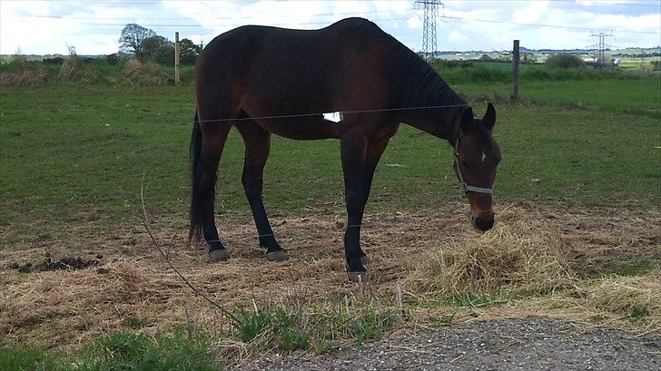 Traver elvis holamger billede 1