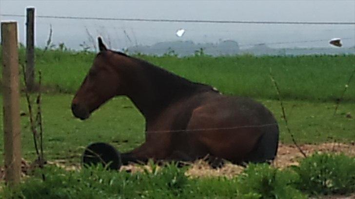 Traver elvis holamger billede 2