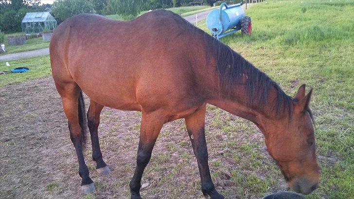 Traver elvis holamger billede 3