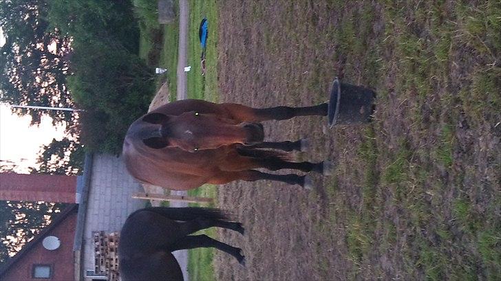 Traver elvis holamger billede 4